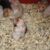 Mua bán chuột Hamster Bear uy tín toàn quốc Mua bán chuột Hamster Bear uy tín toàn quốc