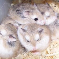 Mua bán chuột Hamster giá rẻ toàn quốc