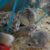 Mua bán chuột Hamster giá rẻ toàn quốc