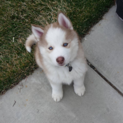 Mua bán giống chó Husky đẹp nhất, dáng chuẩn, có bảo hành