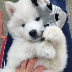 Mua bán giống chó Husky trắng bảo hành trọn đời