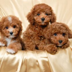 Mua bán giống chó Poodle giá rẻ tại TP.HCM, Hà Nội