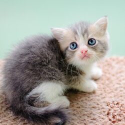 Mua bán mèo Anh lông ngắn Bicolor tại Hà Nội