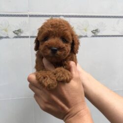 Mua bán nhanh chó Poodle con mới đẻ 2 tháng tuổi giá rẻ