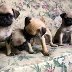 Mua bán nhanh chó Pug Pháp giá bao nhiêu cũng được
