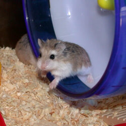Mua bán nhanh chuột Hamster Robo giá rẻ