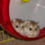 Mua bán nhanh chuột Hamster Robo giá rẻ Mua bán nhanh chuột Hamster Robo giá rẻ