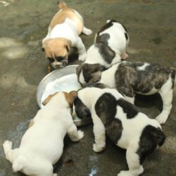 Mua bán, phối giống chó Bull Pháp uy tín giá rẻ