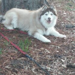 Mua bán, phối giống chó Husky ngáo giá rẻ nhiều ưu đãi