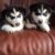 Mua bán, phối giống chó Husky ngáo giá rẻ nhiều ưu đãi - Image 1
