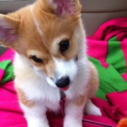Pet shop bán chó Corgi mông to, chân ngắn giá tốt