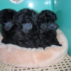 Thanh lý chó Poodle đen giá bao nhiêu cũng bán