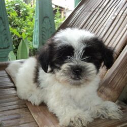 Thanh lý chó Poodle lai Nhật giá bao nhiều cũng bán