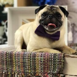 Thanh lý nhanh chó Pug mặt xệ giá bao nhiêu cũng bán
