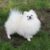 phoi-giong-cho-pom-gia-re