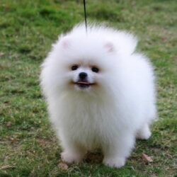 phoi-giong-pomeranian-gia-re