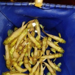 Bán cá bảy màu full gold giá bao nhiêu cũng được