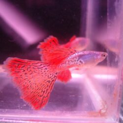 Bán cá bảy màu rồng đỏ đẹp giá rẻ nhất thị trường
