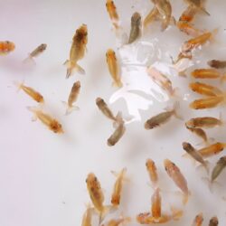 Bán cá vàng Ranchu giá rẻ tại Hà Nội, TP.HCM