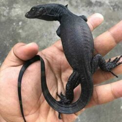 Bán kỳ đà giống tại TPHCM giá rẻ nhất