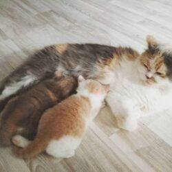 Bán mèo Anh lông dài giá rẻ bảo hành sức khỏe