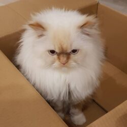 Bán mèo Ba Tư lai Anh lông ngắn giá rẻ như cho
