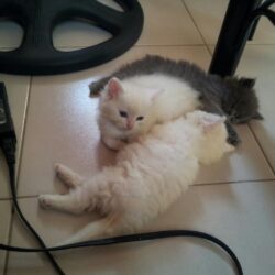 Bán mèo Ba Tư lông dài mặt tịt (Persian) đã tiêm phòng