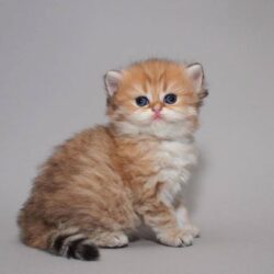 Bán mèo Munchkin tai cụp giá sinh viên