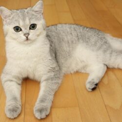 Bán mèo tai cụp Scottish Fold giá rẻ đã tiêm đầy đủ