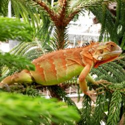 Bán Rồng Nam Mỹ Iguana giá rẻ toàn quốc