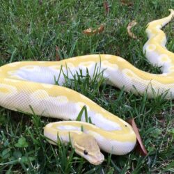 Bán trăn bóng Ball Python giá rẻ ship toàn quốc