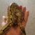 Bán trăn bóng Ball Python giá rẻ ship toàn quốc Bán trăn bóng Ball Python giá rẻ ship toàn quốc