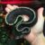 Bán trăn bóng Ball Python giá rẻ ship toàn quốc Bán trăn bóng Ball Python giá rẻ ship toàn quốc