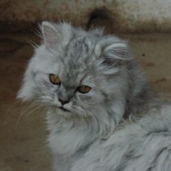 Đi nhanh mèo Ba Tư xám giá bao nhiêu cũng được