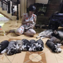 Khủng Long DogShop Gò Vấp - Bán các giống chó cảnh đẹp