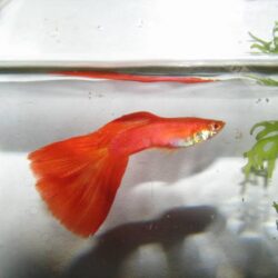 Mua bán cá bảy màu full red giá rẻ nhất thị trường