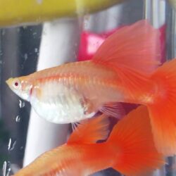 Mua bán cá bảy màu nhập Thái tại Hà Nội giá tốt