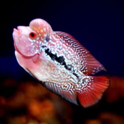 Mua bán cá La Hán con King kamfa đẹp tại Hà Nội, TPHCM