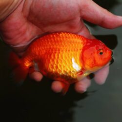 Mua bán Cá Vàng Lan Thọ đẹp và rẻ nhất toàn quốc