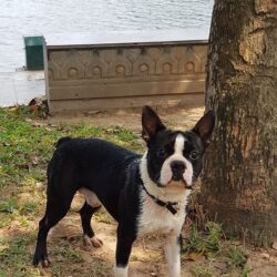 Tìm chó Boston Terrier bị lạc tại Quận Hai Bà Trưng, Hà Nội