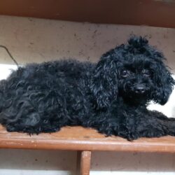 Tìm chó Poodle đen bị đi lạc tại Thanh Xuân, Hà Nội