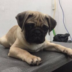 Tìm chó Pug mặt xệ đi lạc tại Hai Bà Trưng, Hà Nội
