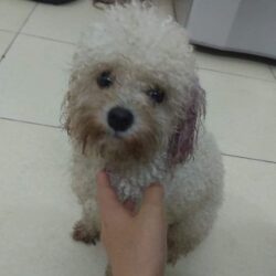 Tìm chủ cho chó Poodle trắng bị lạc tại Bắc Từ Liêm, Hà Nội