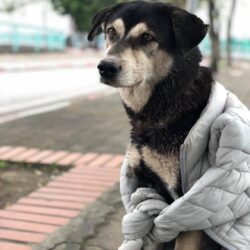 Tìm chủ cũ cho chó lai màu đen bị đi lạc tại Tây Hồ, Hà Nội