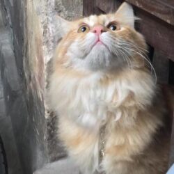 Tìm mèo lai bị đi lạc tại Ba Đình, Hà Nội
