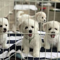 Bán đàn chó Poodle trắng giá bao nhiêu cũng được
