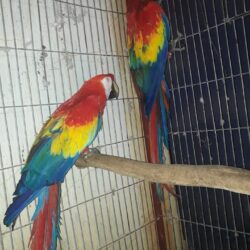 Bán vẹt Macaw giá bao nhiêu cũng được toàn quốc