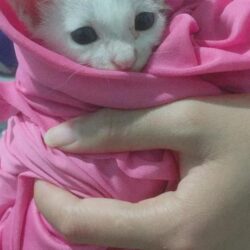 Tặng mèo con miễn phí khu vực TPHCM