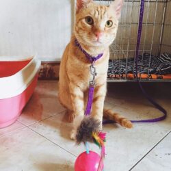 Tặng mèo ta miễn phí tại khu vực Đống Đa, Hà Nội