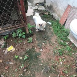 Tìm chó Bắc Kinh thuần chủng bị đi lạc tại Hoàng Mai, Hà Nội